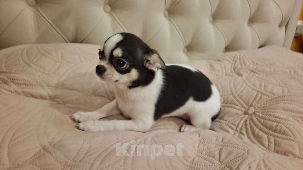 Собаки в Подольске: Щенок чихухуа Мальчик, 40 000 руб. - фото 3