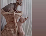 Кошки в Прохладном: Вязка Канадский сфинкс, 2 000 руб. - фото 5