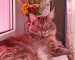 Кошки в Тобольске: ВЯЗКА Мальчик, 5 000 руб. - фото 5