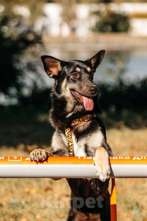 Собаки в Москве: Нуара- девочка душа, очень ждёт свою семью! Девочка, Бесплатно - фото 3