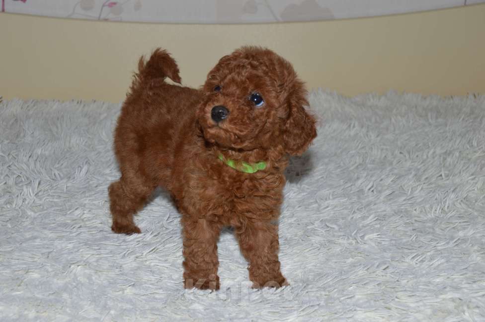 Собаки в Ульяновске: той-пудель,щенок Мальчик, 120 000 руб. - фото 2