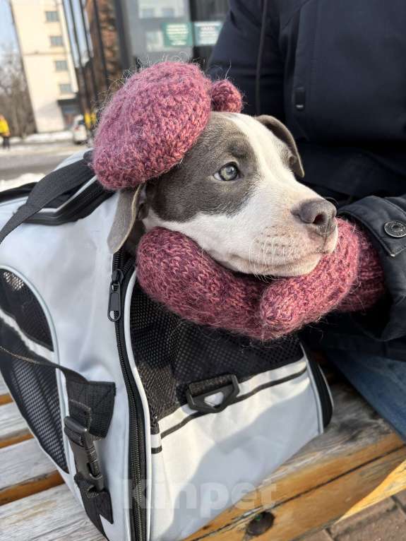 Собаки в Хабаровске: Американский стаффордширский терьер, щенок  Девочка, 50 000 руб. - фото 1
