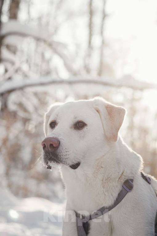 Собаки в Москве: Сахарок ищет дом Мальчик, Бесплатно - фото 3