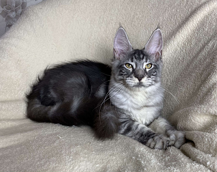 Черная серебристая мраморная девочка мейн кун Roxana