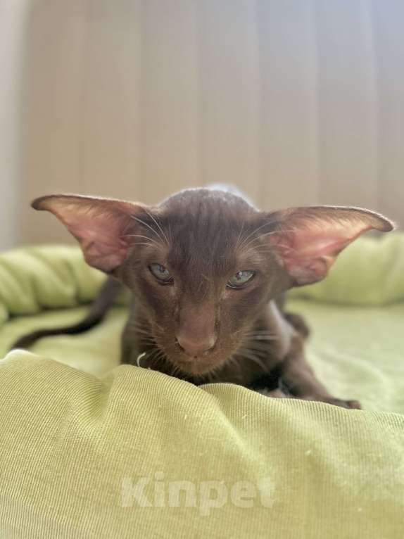 Кошки в Санкт-Петербурге: Котик шоколадного окраса Мальчик, Бесплатно - фото 5