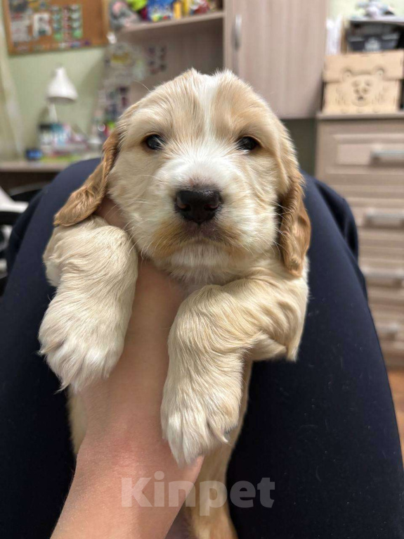 Собаки в Волгограде: Английский кокер-спаниель  Девочка, 15 000 руб. - фото 4