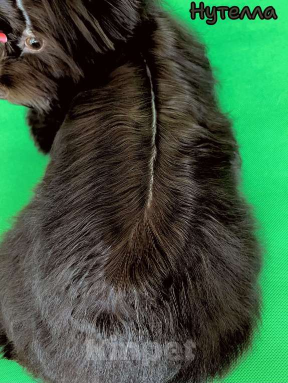 Собаки в Санкт-Петербурге: Девочка шоко йорка в любимцы Девочка, 35 000 руб. - фото 8