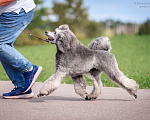 Собаки в Ярославле: Средний пудель серебро Мальчик, Бесплатно - фото 2
