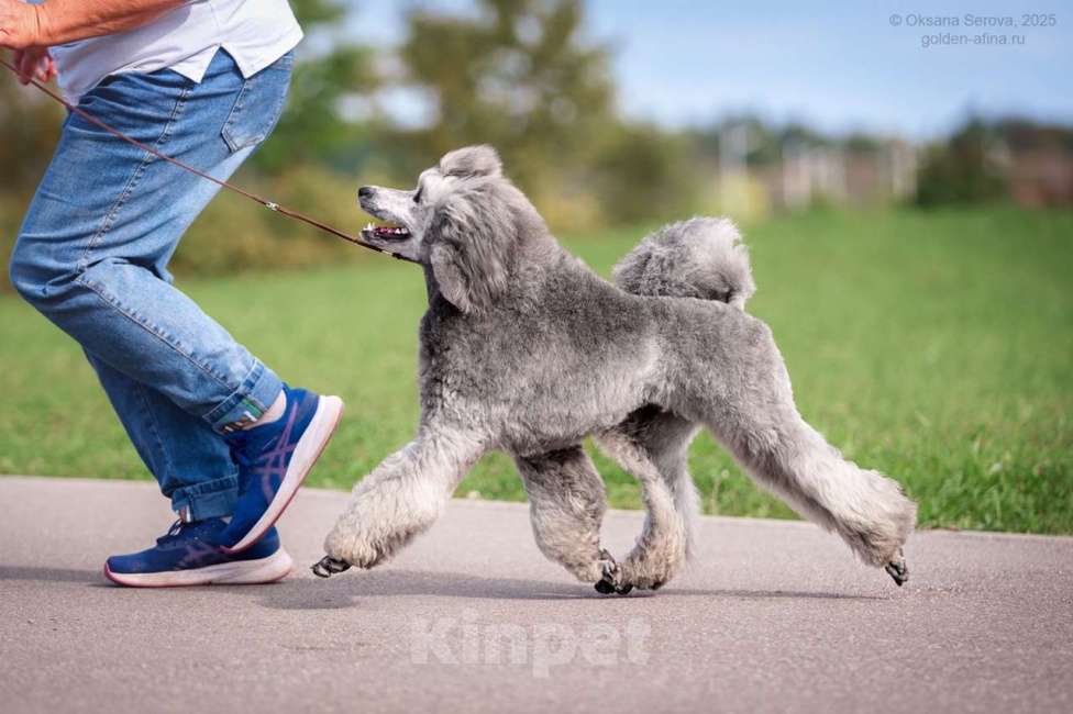 Собаки в Ярославле: Средний пудель серебро Мальчик, Бесплатно - фото 2