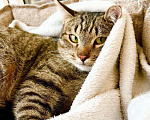 Кошки в Москве: Трогательный полосатый котик Плюшкин в добрые руки Мальчик, Бесплатно - фото 5
