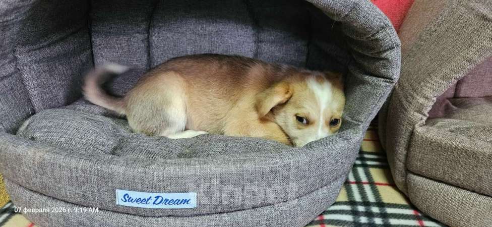 Собаки в Санкт-Петербурге: Три маленьких щеночка с короткими лапками Девочка, Бесплатно - фото 7