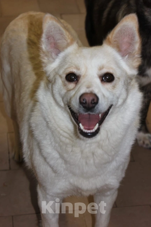 Собаки в других городах Московской области: Милашка в добрые руки Девочка, Бесплатно - фото 3