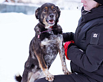 Собаки в Москве: небольшой пёсик ищет дом Мальчик, Бесплатно - фото 4