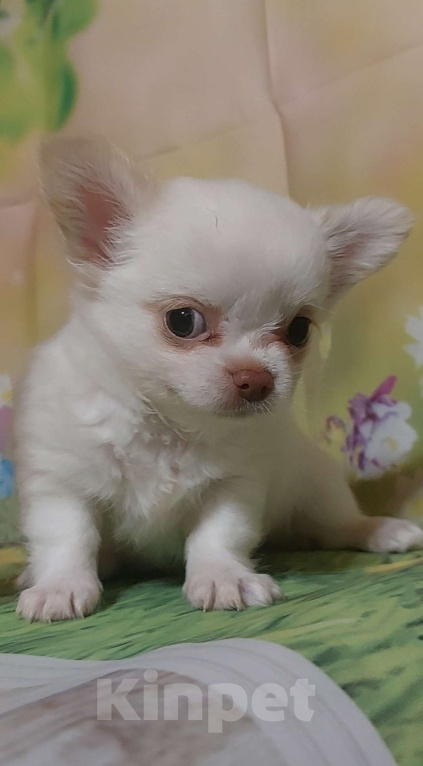 Собаки в Волгограде: Чихуахуа длинношерстные Девочка, 50 000 руб. - фото 2