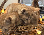 Кошки в Москве: Рыжие котята ищут дом  Мальчик, Бесплатно - фото 3