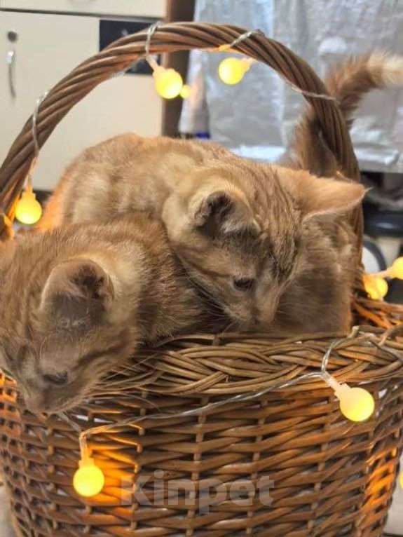 Кошки в Москве: Рыжие котята ищут дом  Мальчик, Бесплатно - фото 3
