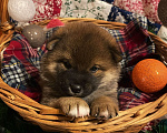 Собаки в Раменском: Сиба( шиба) Ину щенки Мальчик, 49 000 руб. - фото 1