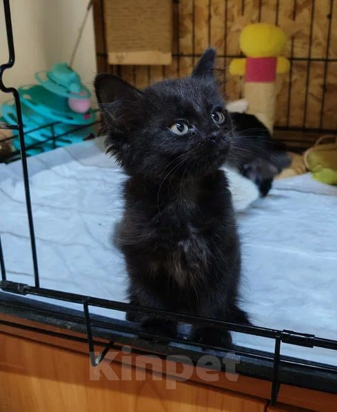 Кошки в Москве: Котенок ищет дом Девочка, Бесплатно - фото 1