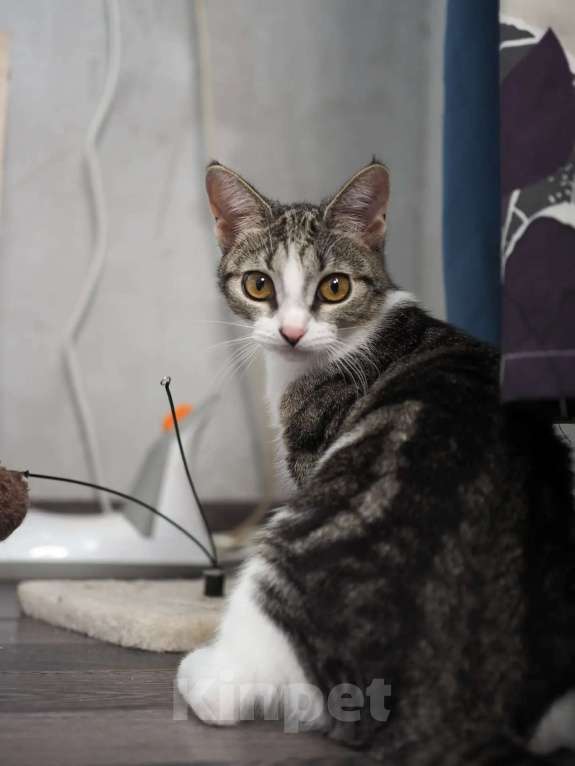 Кошки в Москве: Кошка Марта ищет дом Девочка, Бесплатно - фото 3