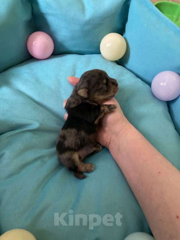 Собаки в Москве: Крупный мальчик йорк чёрный мрамор под резерв Мальчик, Бесплатно - фото 8