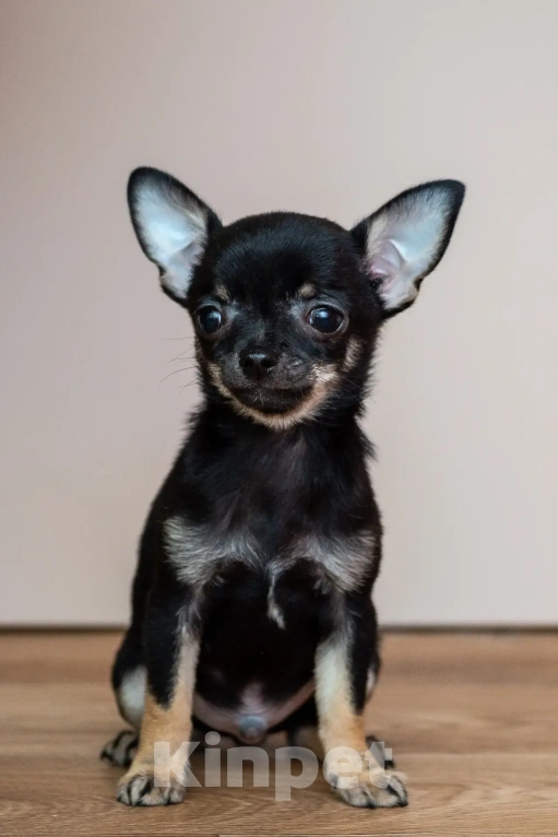 Собаки в Богдане: Щенки чихуахуа Мальчик, 25 000 руб. - фото 7