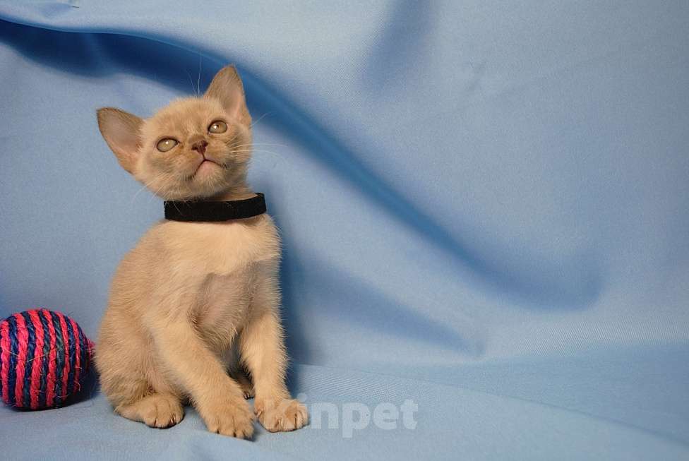 Кошки в Москве: Бурманские котята Девочка, 60 000 руб. - фото 1