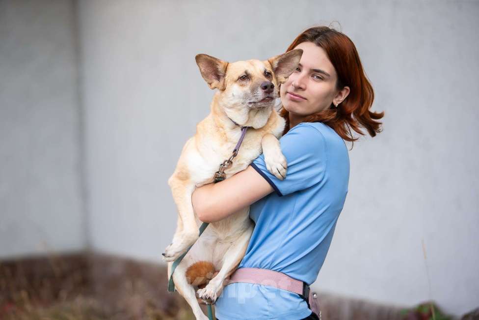 Собаки в Москве: Домашняя собака в поисках своей семьи Девочка, Бесплатно - фото 3