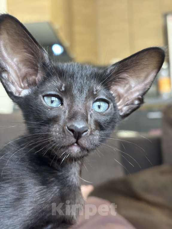 Кошки в Санкт-Петербурге: Ориентальный котенок Девочка, 30 000 руб. - фото 3