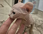 Кошки в других городах Московской области: Эльф белая крошка Девочка, 29 000 руб. - фото 1
