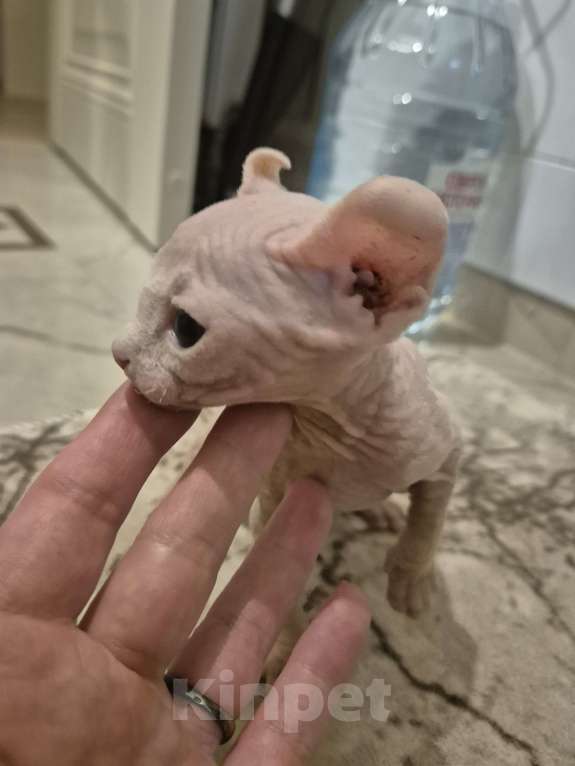 Кошки в других городах Московской области: Эльф белая крошка Девочка, 29 000 руб. - фото 1
