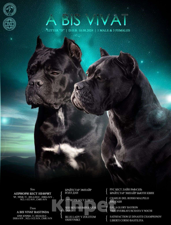 Собаки в Самаре: Щенки Кане-Корсо Девочка, Бесплатно - фото 2