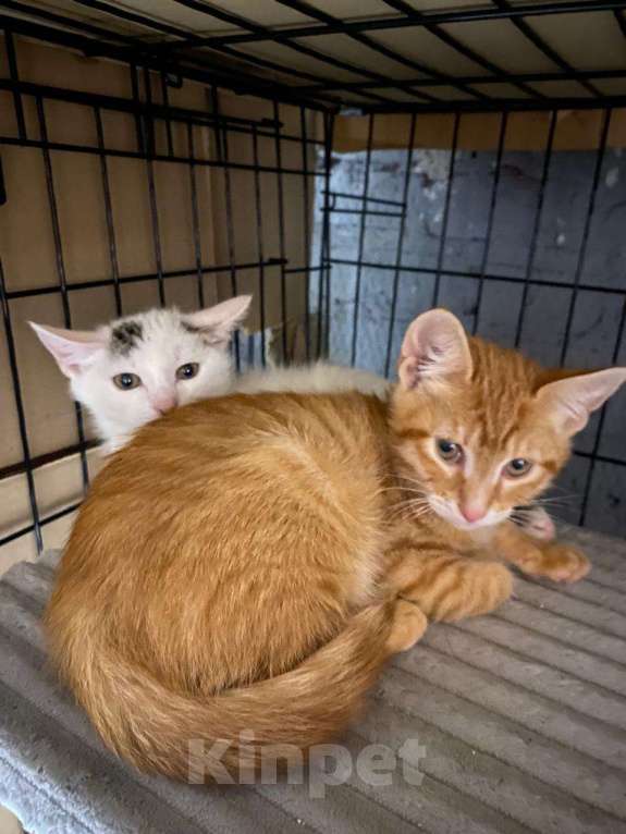 Кошки в Москве: Рыжий котёнок Стич в добрые руки  Мальчик, Бесплатно - фото 4