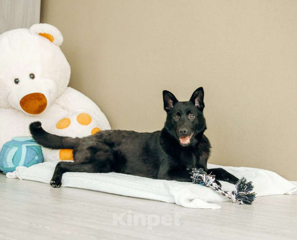 Собаки в Москве: Щенок-метис овчарки в Москве бесплатно Мальчик, Бесплатно - фото 10