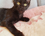 Кошки в Чите: Продается котенок мейнкун Девочка, 30 000 руб. - фото 7