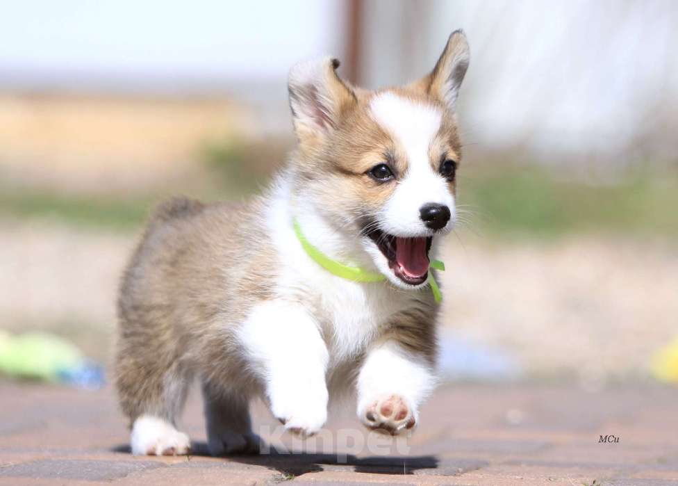 Собаки в Раменском: Девочка Вельш корги пемброк  Девочка, 75 000 руб. - фото 3