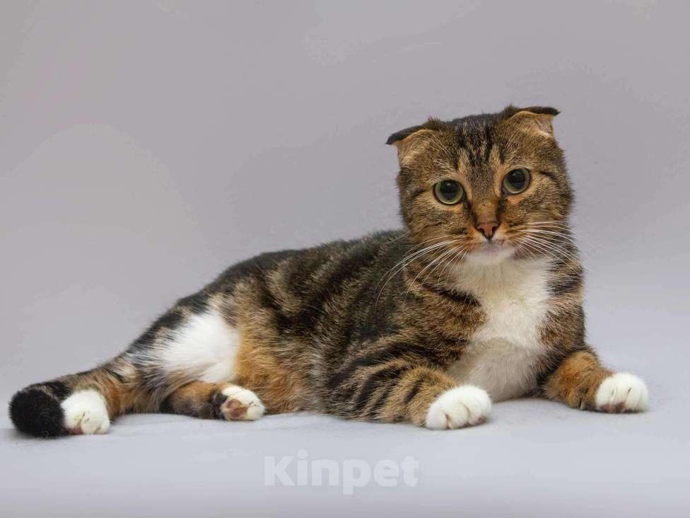 Кошки в Москве: Очаровательная вислоухая кошечка Жужу Девочка, Бесплатно - фото 5