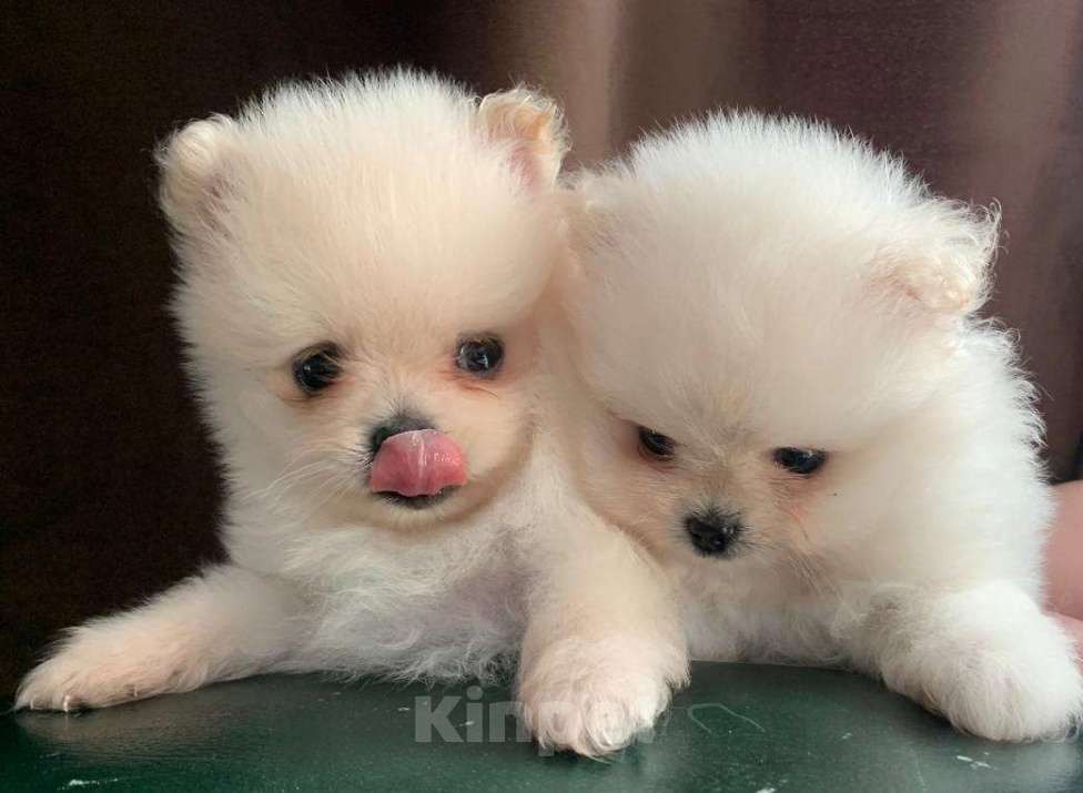 Собаки в Новосибирске: Шпицы Мальчик, 25 000 руб. - фото 6