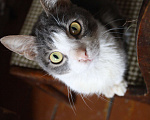 Кошки в Зарайске: Котик 2-3 года в добрые руки  Мальчик, Бесплатно - фото 3