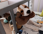Собаки в Курске: Девочка Бигль 🐶 Девочка, 25 000 руб. - фото 6