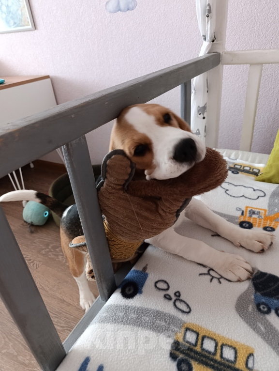 Собаки в Курске: Девочка Бигль 🐶 Девочка, 25 000 руб. - фото 6