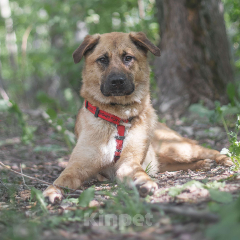 Собаки в Москве: Микки Мальчик, Бесплатно - фото 3