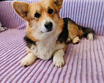 Собаки в Воронеже: Вельш корги триколор девочка Девочка, 30 000 руб. - фото 1