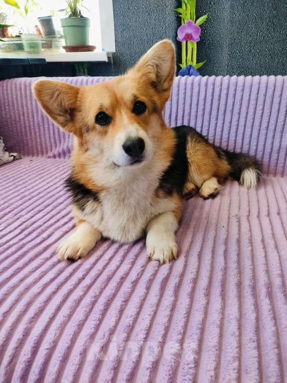 Собаки в Воронеже: Вельш корги триколор девочка Девочка, 30 000 руб. - фото 1