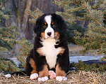 Собаки в Москве: Щенок Бернский зенненхунд Мальчик, Бесплатно - фото 1