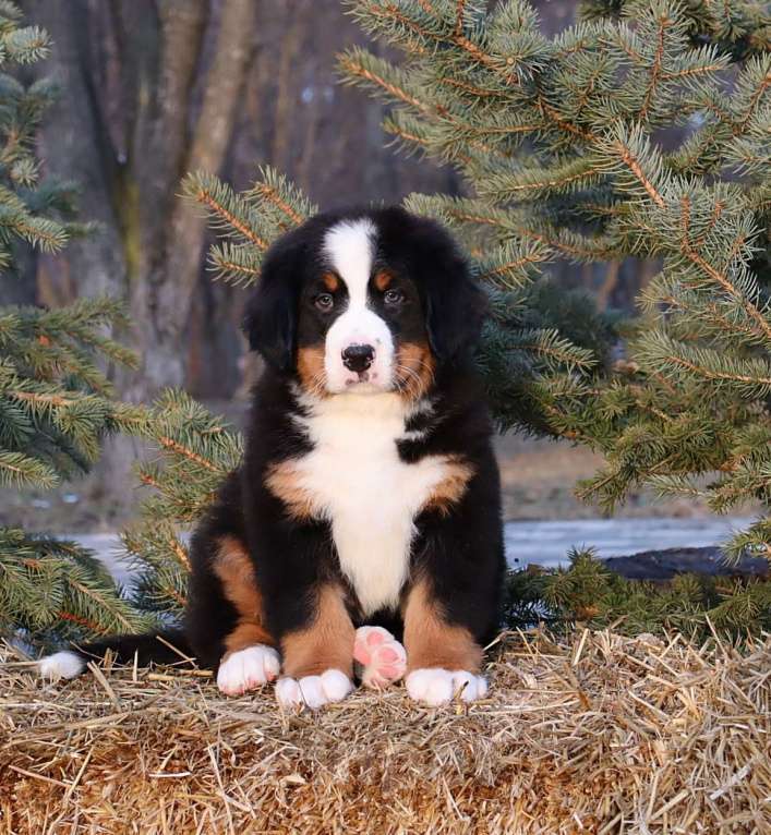 Собаки в Москве: Щенок Бернский зенненхунд Мальчик, Бесплатно - фото 1