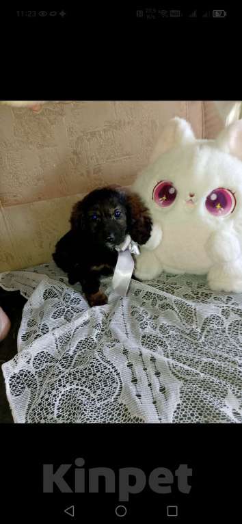 Собаки в Екатеринбурге: Таксята  Девочка, 40 000 руб. - фото 1