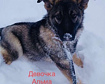 Собаки в Москве: Щенок Альма в добрые руки Девочка, 1 руб. - фото 6