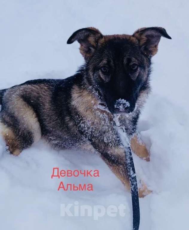 Собаки в Москве: Щенок Альма в добрые руки Девочка, 1 руб. - фото 6