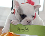 Собаки в Москве: Белая девочка французский бульдог в палевой шапочке Девочка, 70 000 руб. - фото 2
