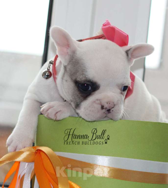 Собаки в Москве: Белая девочка французский бульдог в палевой шапочке Девочка, 70 000 руб. - фото 2
